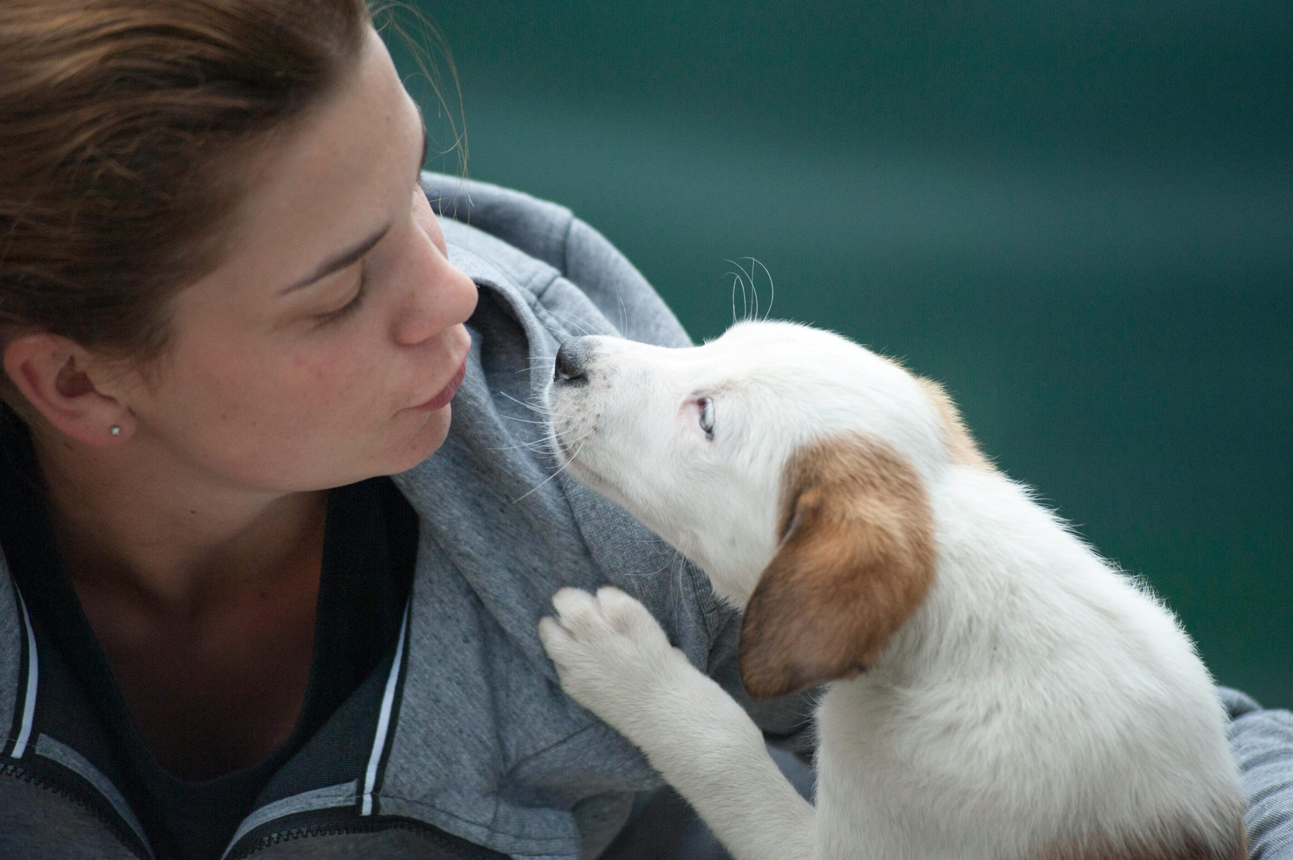 emotional support animal letter